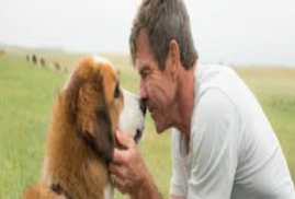 A Dogs Purpose 2017